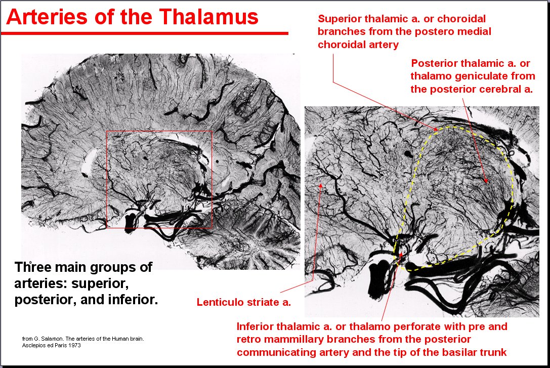 Salamons Neuroanatomy And Neurovasculature Web Atlas Resource